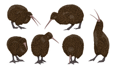 Set of realistic Kiwi birds. Kiwi birds stand, look for food and scream. Endemic of New Zealand. Vector animal