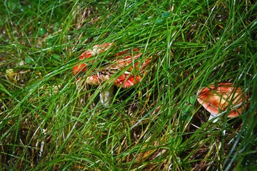 Blocked wild mushrooms on a green meadow