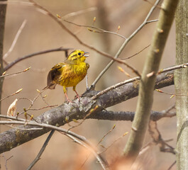 Yellowhammer bird perched