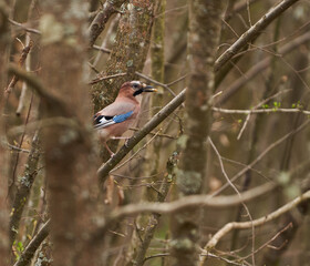 Eurasian jay feeding on corn beans