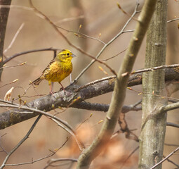 Yellowhammer bird perched
