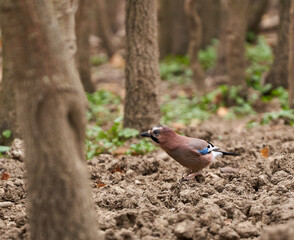 Eurasian jay in alert mode