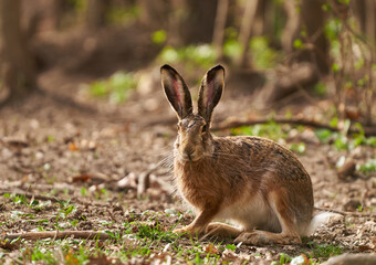 Brown hare in the forest