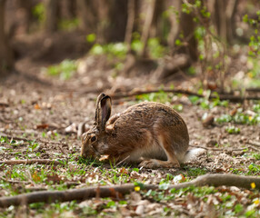 Brown hare in the forest