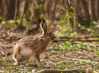 Brown hare in the forest