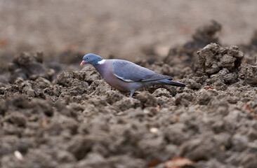 Wood pigeon in the dry mud