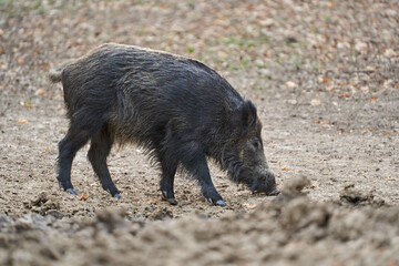 Big wild hog in the forest rooting