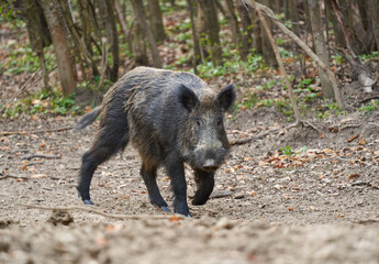 Big wild hog in the forest rooting