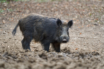 Big wild hog in the forest rooting