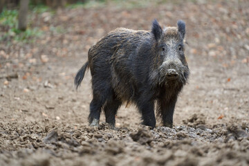 Big wild hog in the forest rooting