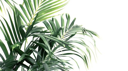 Palm tree leaves isolated on white background, copy space
