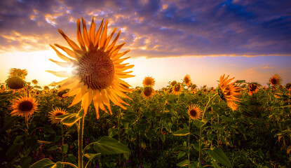 blooming yellow sunflowers on the field, Provence, France, Europe...exclusive - this image is sold...