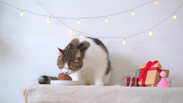 international cat day concept with scottish cat eat food on table with birthday party decoration background - Powered by Adobe