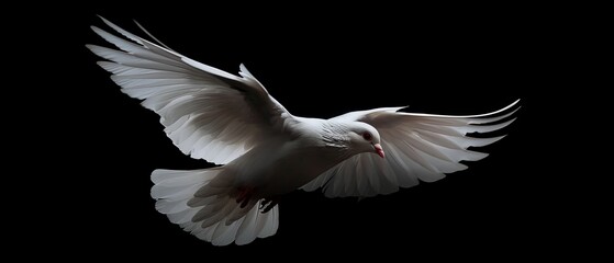 The free flight of a white dove against a black background - obrazy, fototapety, plakaty