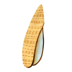 Seashell watercolor illustration isolated on white background.