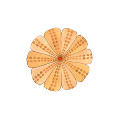 Seashell watercolor illustration isolated on white background.