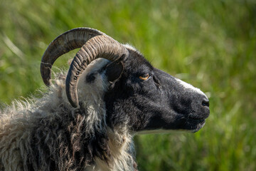 Nahaufname eines schwarzen Schafes (Ovis aries), man sieht Kopf und Hörner