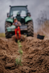 Wkopywanie sadzonek © rozentuzjazmowany