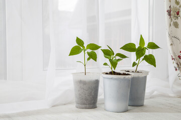Young seedlings of peppers on the windowsill. Ecological cultivation of home pepper seedlings in...