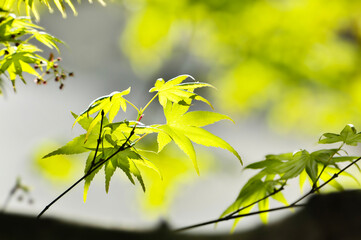 green maple leaves in spring