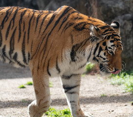 じっと見るトラの視線