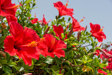 Hibiscus is a genus of flowering plants in the mallow family, Malvaceae.