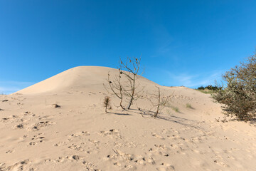 Pin enseveli par la dune côtière de la Plage du Veillon à Talmont-Saint-Hilaire (Vendée, France)