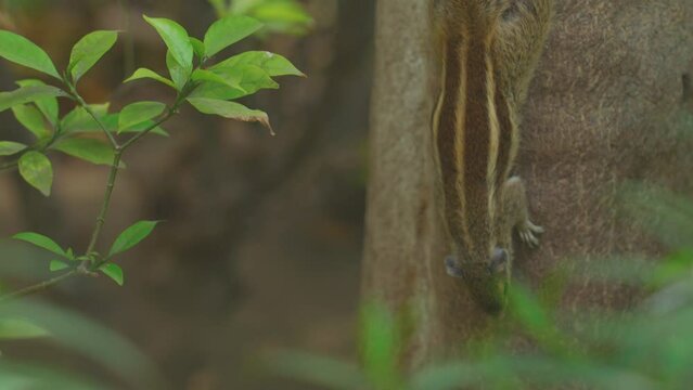 Indian palm squirrel feeding in tree. India. Indian palm squirrel or three-striped palm squirrel - Funambulus palmarum - is a species of rodent in the family Sciuridae found naturally in India (south