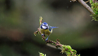 Blue tits perched in the rain