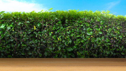Fototapeta na wymiar Closeup view of wooden table with green bush
