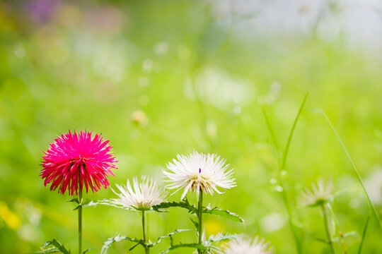Bright pink and white flowers stand out in a lush green spring meadow