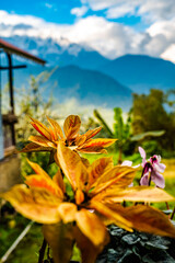 flower in the mountain