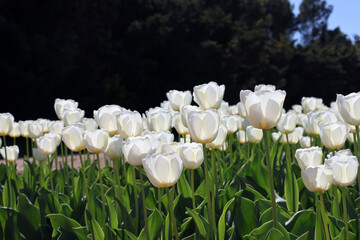 la lumière dans les tulipes blanches - 774769759