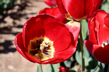 coeur de tulipe