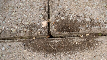 Evidence of ant activity on paved areas around a home in a residential area