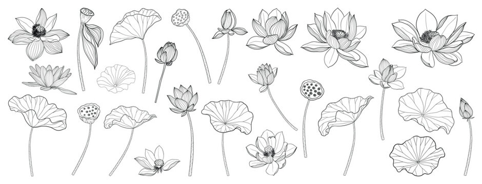 Lotus Vector element. lotus line arts design for packaging template, pattern design element, vintage background, luxury logo, beauty and cosmetic wallpaper vector illustration.