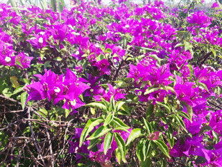 Bougainvillea spectabilis Beautiful violet flower at field under sunlight