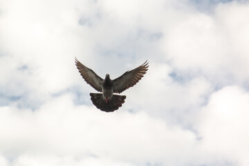 A pigeon in flight