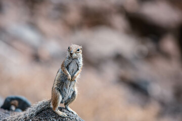 Wild squirrel close-up in the mountains of Fuerteventura