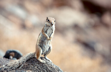 Wild squirrel close-up in the mountains of Fuerteventura