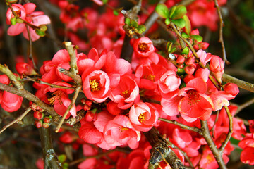 Japanese quince, or Chaenomeles japonica flowers at springtime