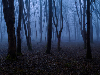 Spooky foggy forest at dusk. Dark silhouettes of trees. Gloomy mystical forest in autumn. Scary...