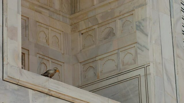 Egyptian vulture siting on Taj Mahal wall. Egyptian vulture - Neophron percnopterus -, also called the white scavenger vulture or pharaoh's chicken, is a small Old World vulture in the monotypic genus