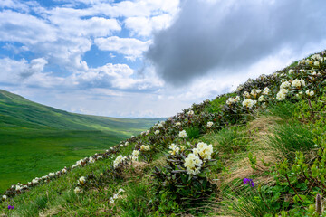 Scenic panoramic view of idyllic rolling hills landscape with blooming meadows and snowcapped...
