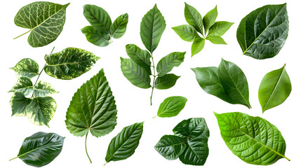 Transparent images of leaves