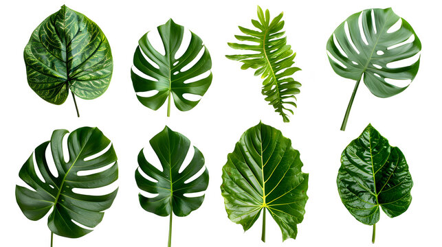 Transparent images of leaves