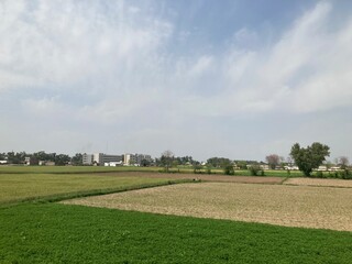 green field and sky