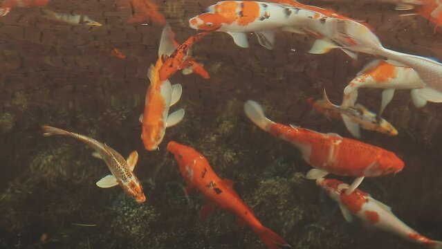 mesmerizing special beautiful colors koi fish in clear fresh water