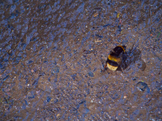 bee on the water