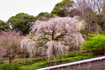 長興山紹太寺のしだれ桜